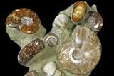 Tall, Composite Ammonite Fossil Display - Million Years Old #120701-1